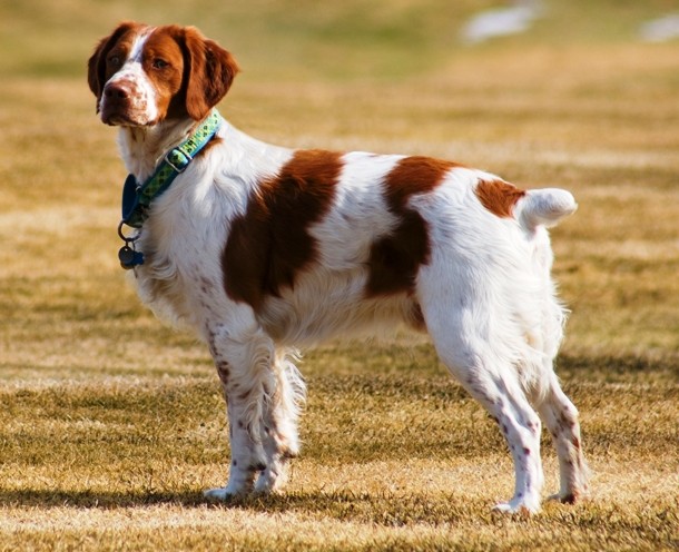 19TH BRITTANY...Named after the Brittany, a region in northwestern France where the dog originated, the Brittany is a breed of gun dog bred primarily for bird hunting. When well socialized and trained, the Brittanies are all around sound dogs, excelling as companions, family pets and field dogs.