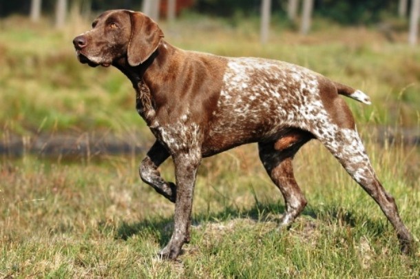 17th German Shorthaired Pointer...The German Shorthaired Pointer is a medium to large sized dog breed developed in the 19th century in Germany for hunting. Usually very good with children, the GSP is an intelligent, bold, boisterous, eccentric, cooperative and easy-to-train dog.