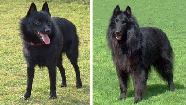 Tied 15th Schipperke / Belgian Sheepdog...Originating in Belgium in the early 16th century, the Schipperke is a small dog that was bred to serve as a shepherd. Recognized by its distinctive black coat, the Belgian Sheepdog is a medium-sized, active, loyal and smart dog that loves children.