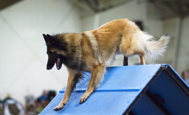 14th Tervuren...Also known as the Belgian Shepherd Dog, the Tervuren is another long-coated Belgian dog originally bred for herding. Tervurens are highly energetic, intelligent dogs who require a job to keep them occupied. They also love competing in dog agility trials and obedience events.