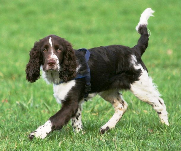 13th English Springer Spaniel...Originating in England in the 18th century, the ESS is a breed of gun dog in the Spaniel family traditionally used for flushing and retrieving game. With an average lifespan of up to 15 years, this Spaniel is always eager to please, quick to learn and willing to obey.