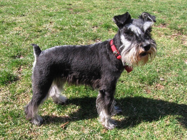 12th Miniature Schnauzer...Bred as a cross between the Standard Schnauzer and one or more smaller breeds, the Miniature Schnauzer is a German breed used as a ratting dog. Thanks to its high intelligence and good temperament, it is one of the most popular dog breeds worldwide