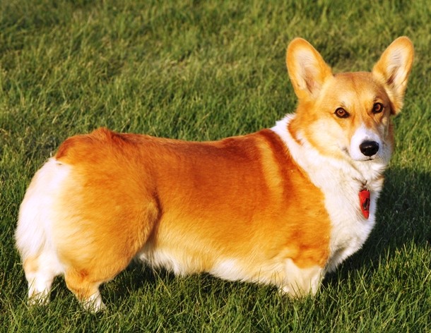 11th Pembroke Welsh Corgi...Favored by British royalty for more than 70 years, the Pembroke Welsh Corgi is one of the smallest herding dogs. Easily recognizable by its distinctive large erect ears, the Pembroke Welsh Corgi loves to be a part of a family and is always eager to learn and train.