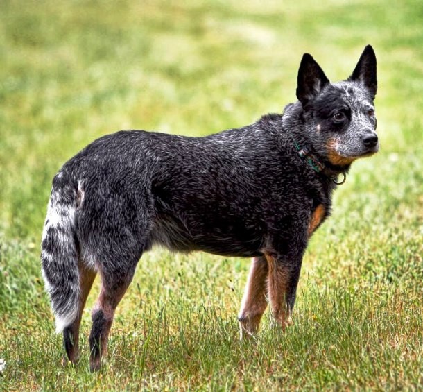 10th Australian Cattle Dog...Another breed of a herding dog, the Australian Cattle Dog was developed in Australia for droving cattle over long distances. Known for its endurance, active mind and easy trainability, the Australian Cattle Dog ranks as the world´s 10th most intelligent dog.