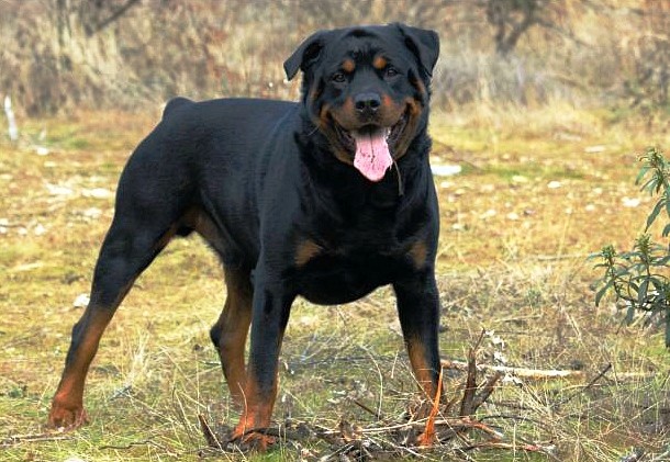 9th Rottweiler...Originating in Germany, the Rottweiler is a large, robust and muscular dog that was once used to pull loaded carts. These days, thanks to its good nature, outstanding intelligence and eagerness to work, the Rottweiler is often used as a rescue, guide or police dog.