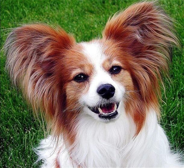 8th Papillon...Easily recognizable by its characteristic butterfly-like look of the long and fringed hair on the ears, the Papillon is a dog of the toy Spaniel family. Originating in France, the Papillon is a popular pet dog known for its smartness and a happy and friendly temperament.