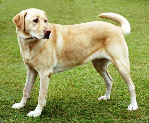 7th Labrador Retriever...Often known just as Labrador or Lab, the Labrador Retriever is a large, playful dog native to Canada where it has been the most popular breed for decades. Notable for its intelligent and friendly nature, the Labrador is often trained as a guide dog and a therapy dog