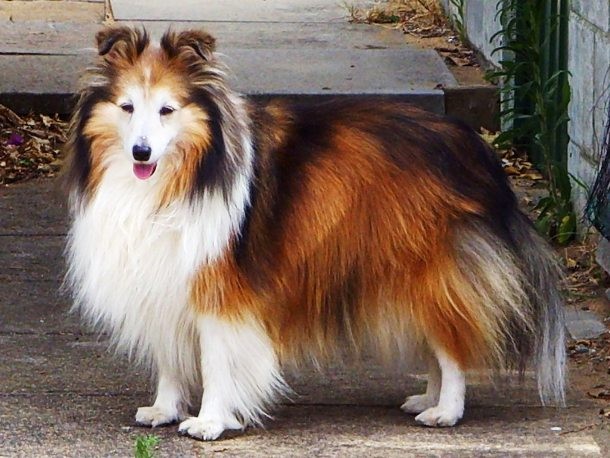 6th Shetland Sheepdog...Commonly known as the Sheltie, the Shetland Sheepdog is a small to medium size dog breed developed in Scotland where it was used as a herding and farming dog. The Shelties are lively, excitable and energetic dogs who are always willing to please, train and work hard.