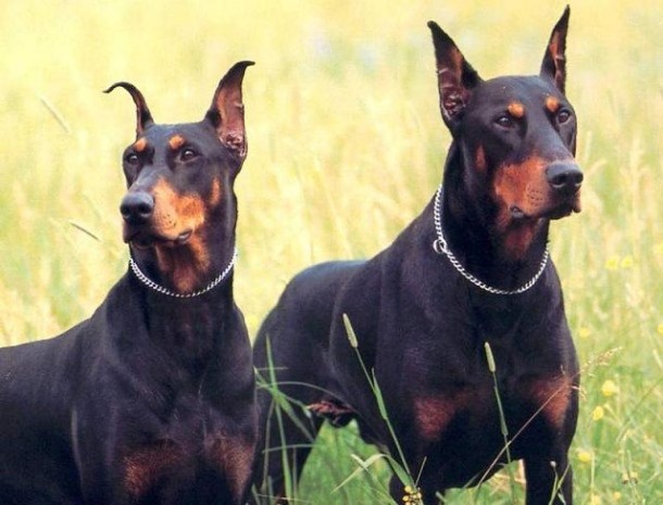 5th Doberman Pinscher...Named after K. F. L. Dobermann, a German tax collector, the Doberman is a medium-sized, short-coated dog. Originally, Dobermans were trained to be intimidating but now, they are known for having a friendly temperament, loyalty, high intelligence, and great trainability.