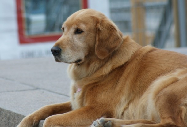 4th GOLDEN RETRIEVER...Named after its excellent ability to retrieve shot birds and game, the Golden Retriever is a large Scottish dog breed. Ranked as the world´s 4th smartest dog, the Retriever can handle various roles such as guiding, hunting, detection, search, rescue etc.
