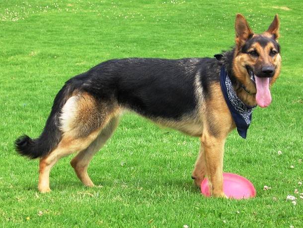 3rd GERMAN SHEPARD...Despite being one of the most popular dogs in the world, the German Shepherd is a relatively new breed. Originally bred for herding, the dog is now used for many types of work, including assistance, search-and-rescue, police and military roles; and even acting.