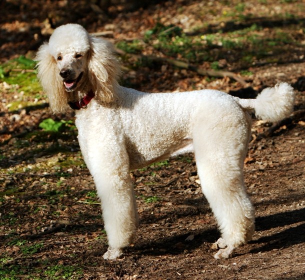 2nd POODLE...Originating in Germany and further developed in France, the Poodle is a toy to medium size dog characterized by long, dense and curly coat of various colors. The dog is known as a highly intelligent, energetic, and sociable breed that requires both physical and intellectual activities.