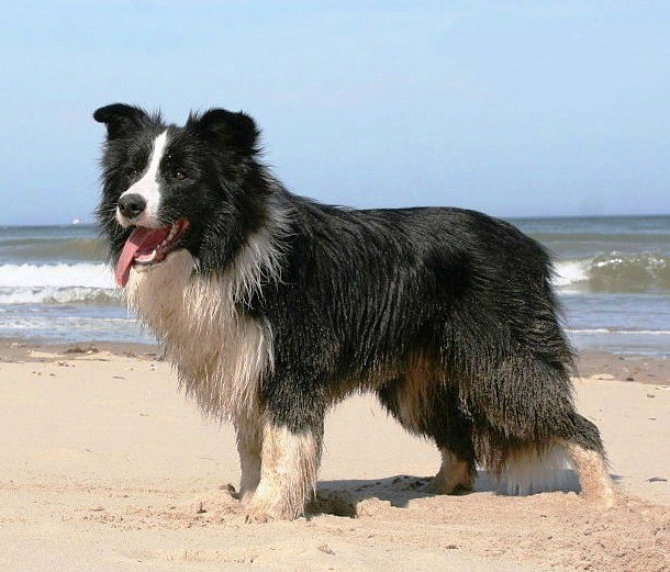 1st Border Collie...Developed in the Anglo-Scottish border region for herding, the Border Collie is an extremely energetic dog whose outstanding smartness makes it the most intelligent dog breed in the world. A Border Collie was reported to have learned over a thousand words and acted consequently to human citation of those words