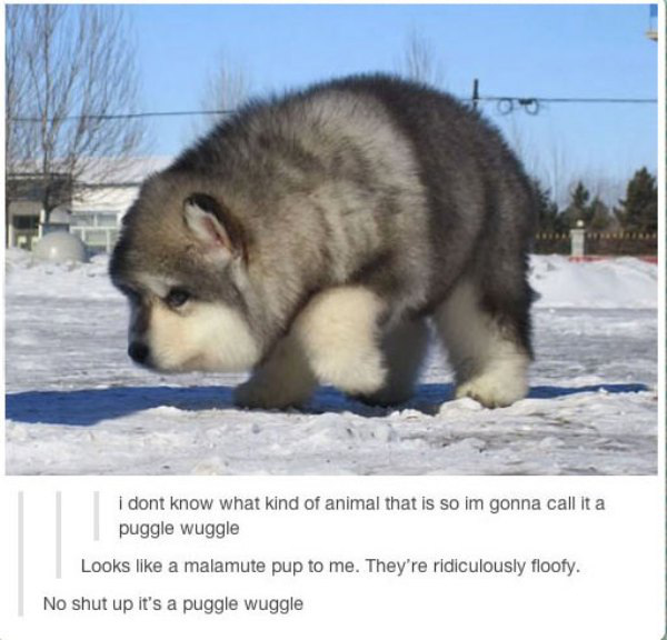 puggle wuggle - i dont know what kind of animal that is so im gonna call it a puggle wuggle Looks a malamute pup to me. They're ridiculously floofy. No shut up it's a puggle wuggle