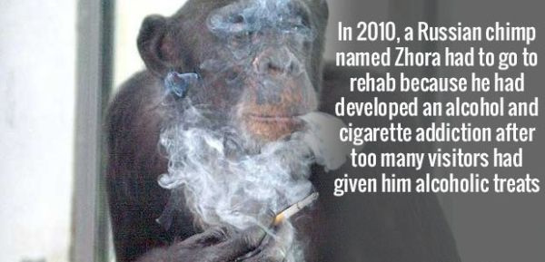 the pentagon, 9/11 memorial - In 2010, a Russian chimp named Zhora had to go to rehab because he had developed an alcohol and cigarette addiction after too many visitors had given him alcoholic treats