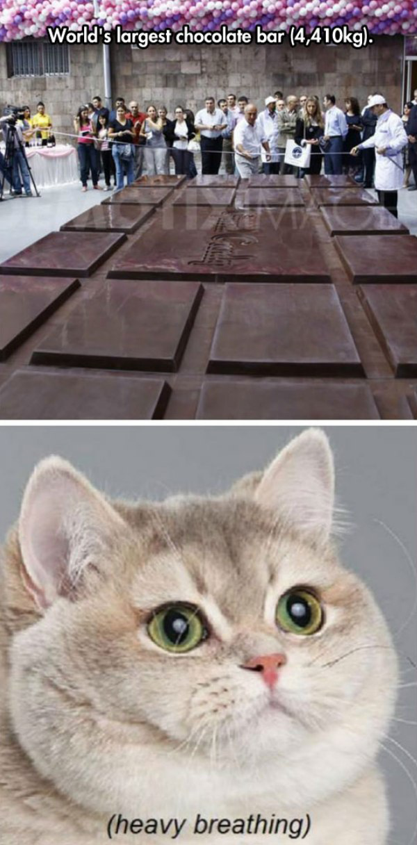cool heavy breathing cat - World's largest chocolate bar g. heavy breathing