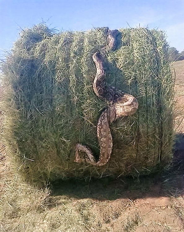 snake in a hay bale
