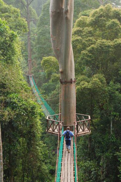 borneo rainforest canopy walkway