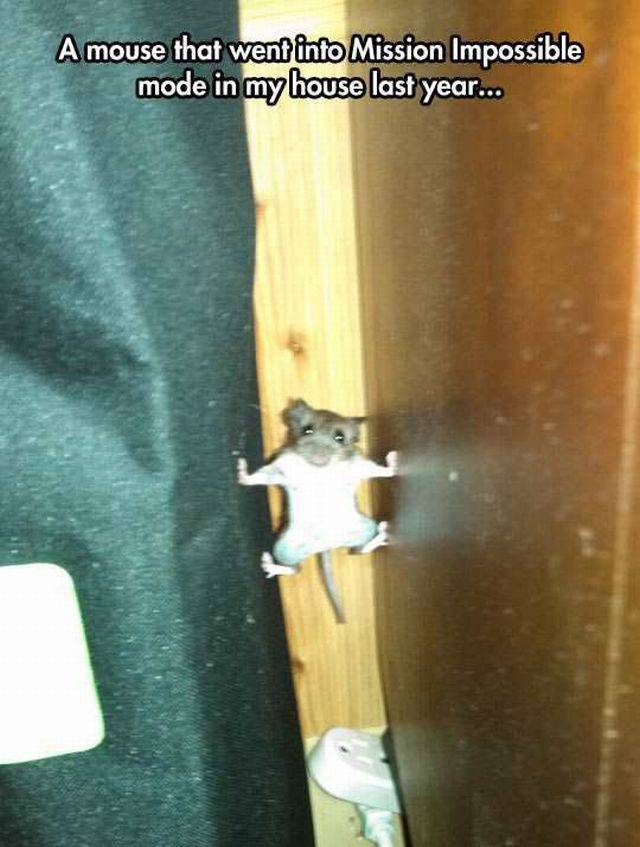 random pic caught this rata tootie - A mouse that went into Mission Impossible mode in my house last year...