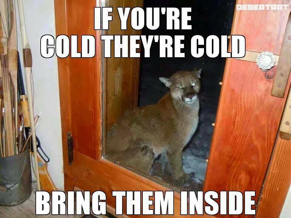 if you re cold they re cold bring them inside - If You'Re Cold They'Re Cold Bring Them Inside
