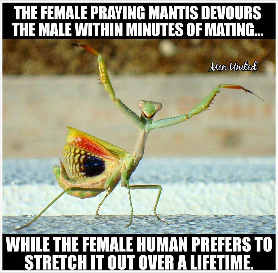 praying mantis fly - The Female Praying Mantis Devours The Male Within Minutes Of Mating... Men United While The Female Human Prefers To Stretch It Out Over A Lifetime.
