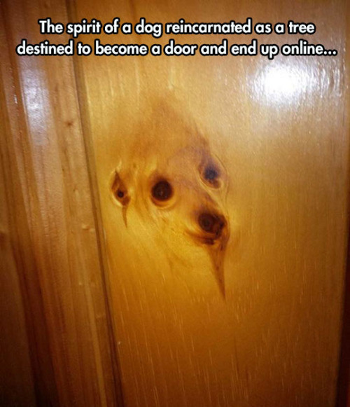 reincarnation gone wrong - The spirit of a dog reincarnated as a tree destined to become a door and end up online...
