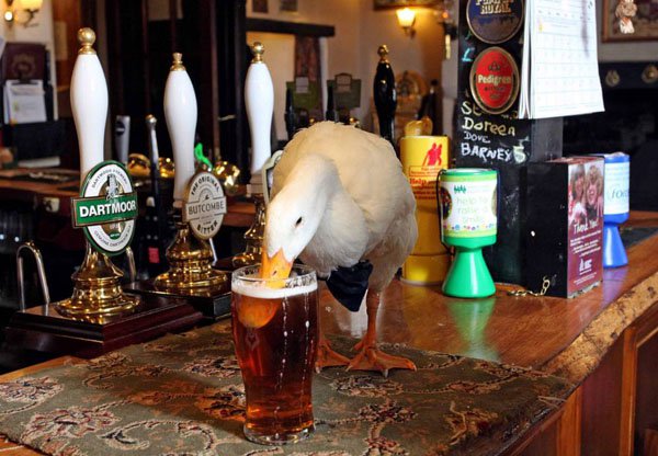 duck in a bar - Doreer Ove Barney 5 Dartmoor