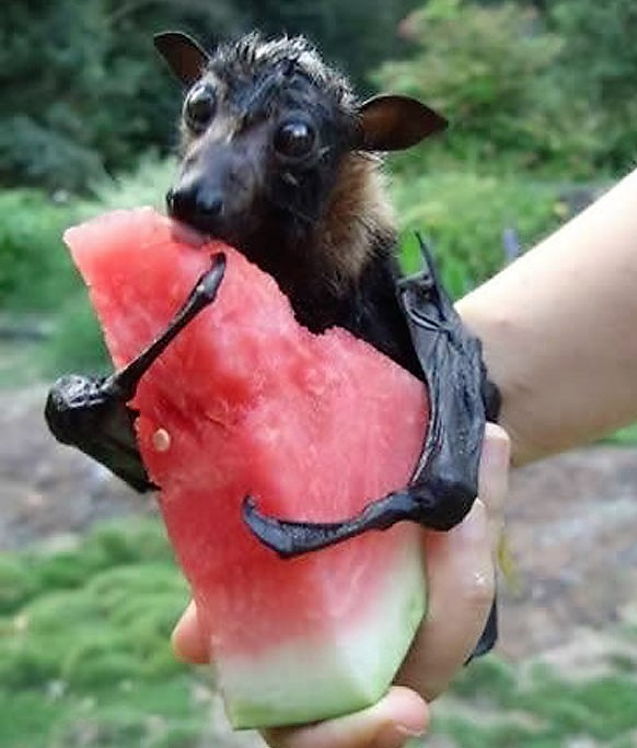 bat eating watermelon