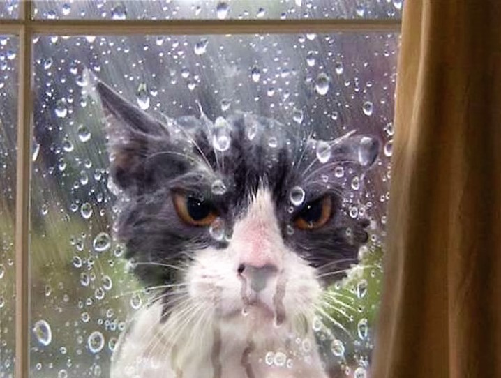 cat left outside in rain - Ov .60