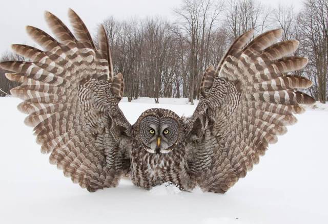 wildlife photography owl