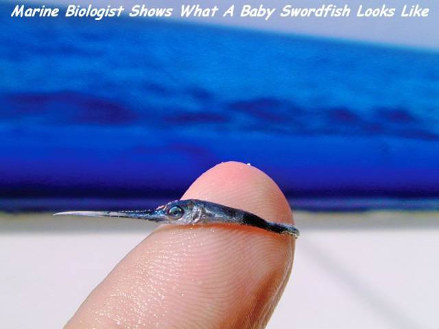tiny tiny baby animals - Marine Biologist Shows What A Baby Swordfish Looks