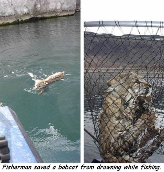 pyramid lake california fishing - Fisherman saved a bobcat from drowning while fishing.