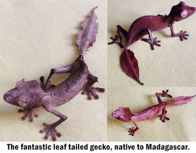 leaf gecko - The fantastic leaf tailed gecko, native to Madagascar.