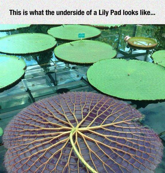 lily pad underside - This is what the underside of a Lily Pad looks ...