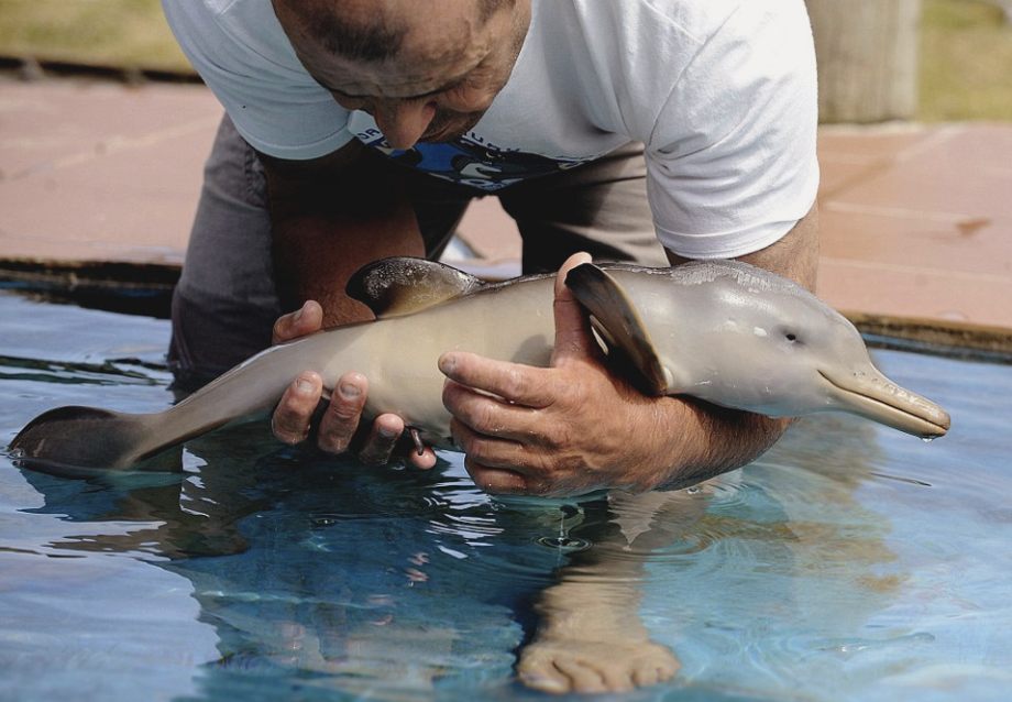 holding a baby dolphin