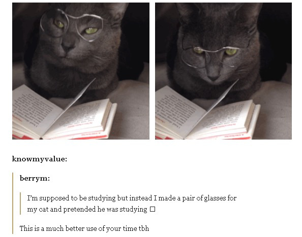 tumblr - cats are awesome - knowmyvalue berrym I'm supposed to be studying but instead I made a pair of glasses for my cat and pretended he was studying a This is a much better use of your time tbh