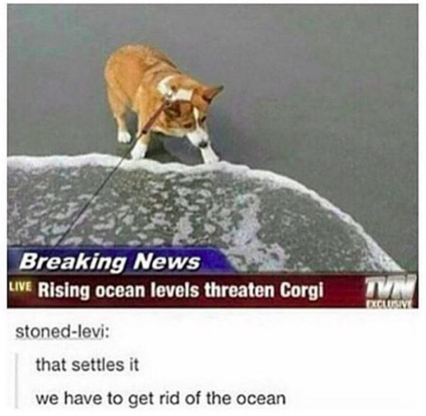 tumblr - corgi meme - Breaking News Live Rising ocean levels threaten Corgi Citi stonedlevi that settles it we have to get rid of the ocean