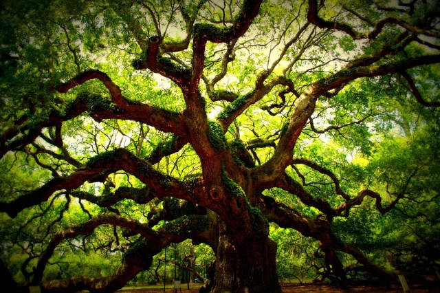 500 Year Old Oak Tree
