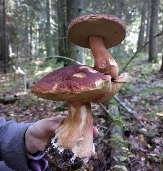 A mushroom growing on top of another mushroom