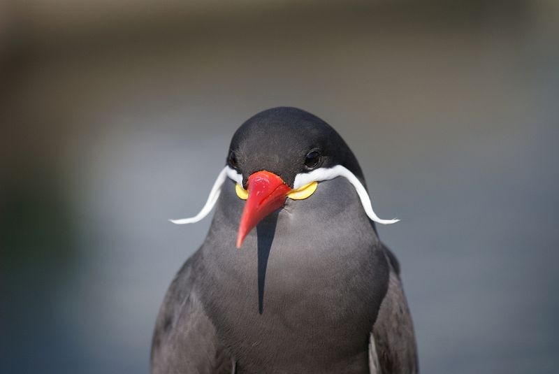 bird with moustache