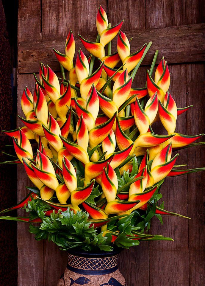lobster claw heliconia plant