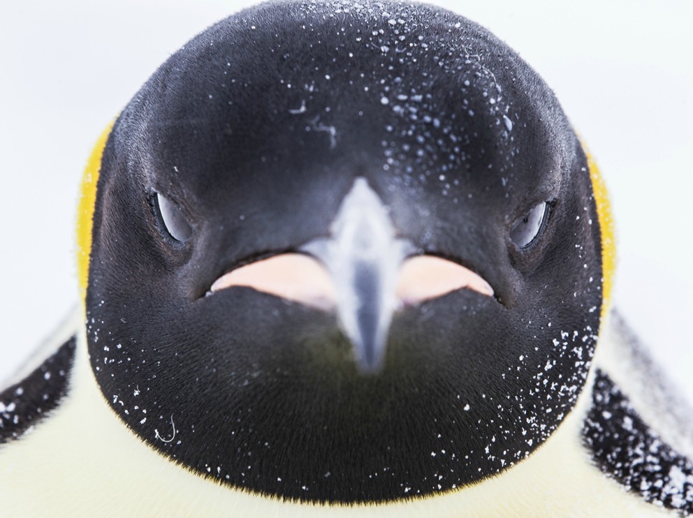 penguin close up