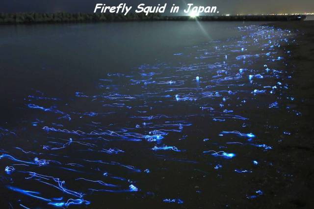 takehito miyatake photography - Firefly Squid in Japan.