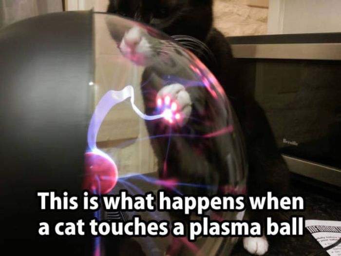 cat touching plasma ball - This is what happens when a cat touches a plasma balls