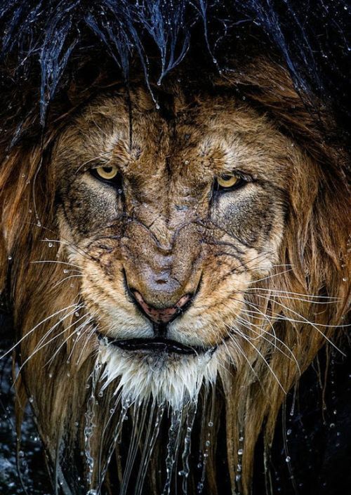 wet lion