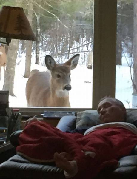 deer peeking in window