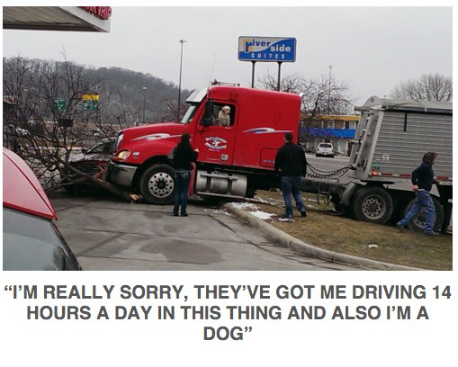 dog drive truck - side "I'M Really Sorry, They'Ve Got Me Driving 14 Hours A Day In This Thing And Also I'M A Dog"