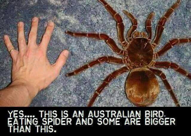 goliath spider - Yes... This Is An Australian Bird. Eating Spider And Some Are Bigger Than This.