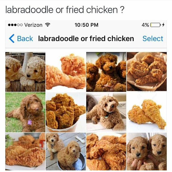 fried chicken labradoodle meme - labradoodle or fried chicken? ...00 Verizona 4%O4