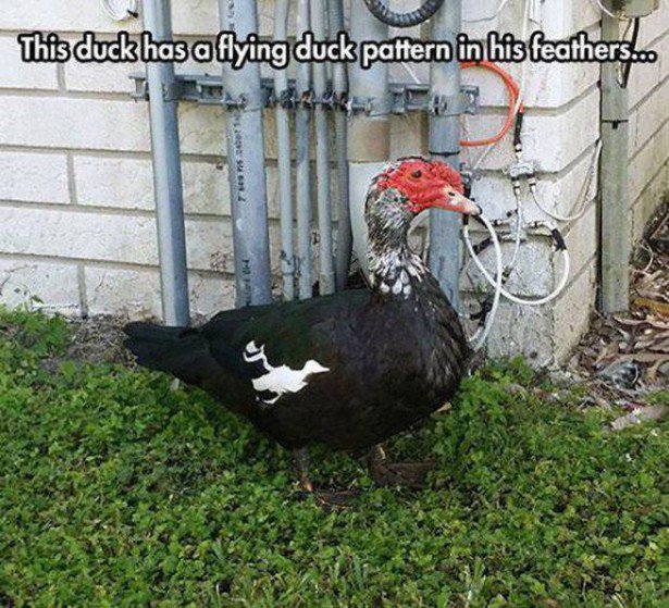 funny coincidences - This duck has a flying duck pattern in his feathers. 401 7